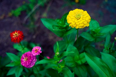 My Plants 2025 summer #15