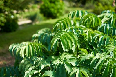 Jardin des plantes [Paris] Aug 2021 #17