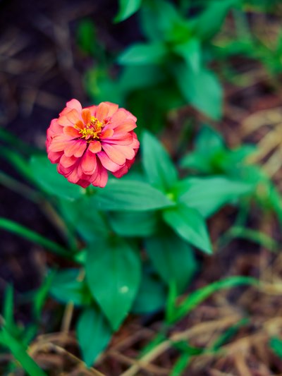 My Plants 2025 summer #2