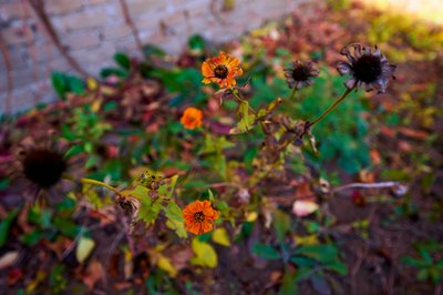 My Plants 2025 H2 #17