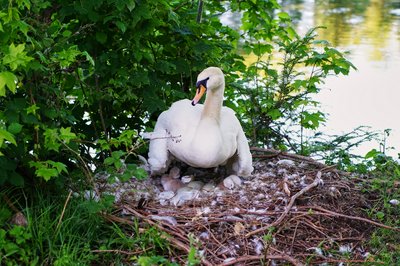Photo from gallery Mute Swan Family 2 [June-July 2021] taken on 2021-06-13 20:26:05 at Yvelines by DrJLT