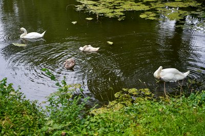 Photo from gallery Mute Swan Family 2 [Aug 2021] taken on 2021-08-18 17:57:42 at Yvelines by DrJLT