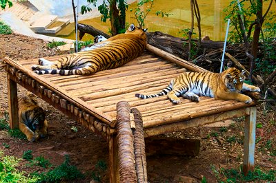 Kunming Zoo 2025 #58