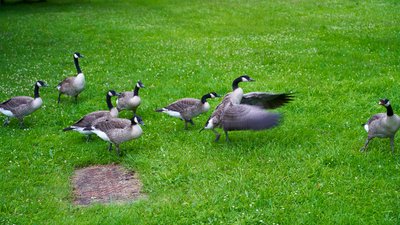 Photo from gallery Canada Geese Family Part 3 [July 2021] taken on 2021-07-06 20:33:50 at Yvelines by DrJLT