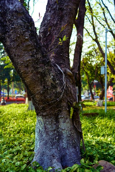Zhongshan Parks 202603 #1