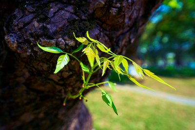 Zhongshan Parks 202603 #3