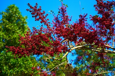 Zhongshan Parks 202602 #18