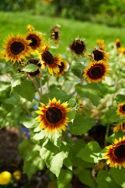 Jardin des plantes [Paris] Aug 2021 #27