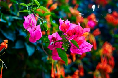 Zhongshan Parks 202602 #14