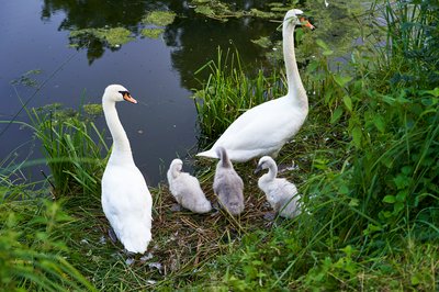 Photo from gallery Mute Swan Family 2 [June-July 2021] taken on 2021-07-17 20:36:01 at Yvelines by DrJLT