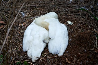 Mute Swan Family 1 [May 2021] #4