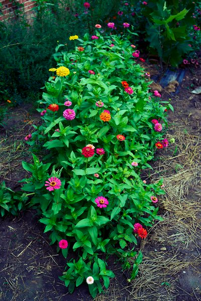 My Plants 2025 summer #14