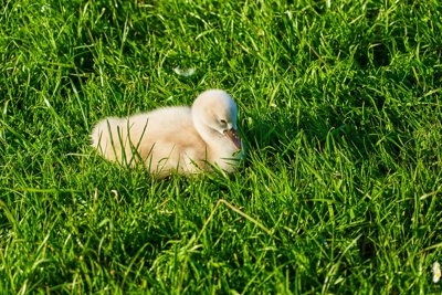 Photo from gallery Swans (New-Born Cygnets) @ Versailles, Spring 201905 taken on 2019:05:14 19:26:57 at Versailles by DrJLT
