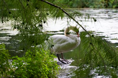 Photo from gallery Mute Swan Family 2 [Aug 2021] taken on 2021-08-18 18:03:13 at Yvelines by DrJLT