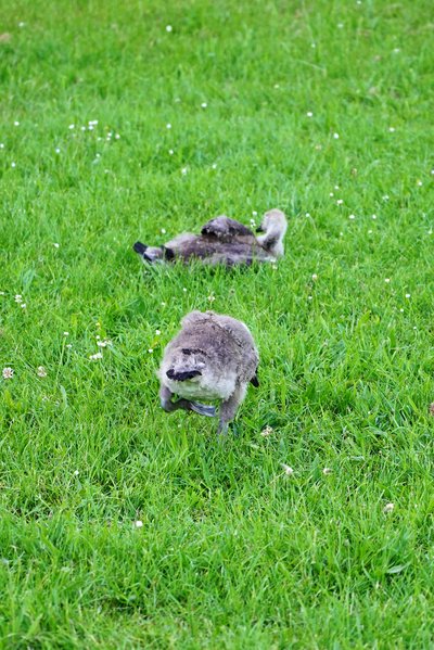 Canada Geese Family Part 2 [June 2021] #14