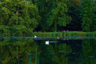 Photo from gallery HEC Park (Swans, Geese, Lake), Summer 201908 taken on 2019:08:20 20:51:36 at Jouy-en-Josas by DrJLT
