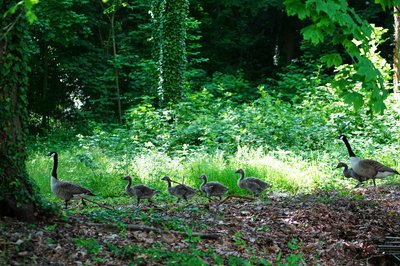 Photo from gallery Canada Geese Family Part 2 [June 2021] taken on 2021-06-06 17:57:06 at Yvelines by DrJLT