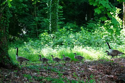 Canada Geese Family Part 2 [June 2021] #10