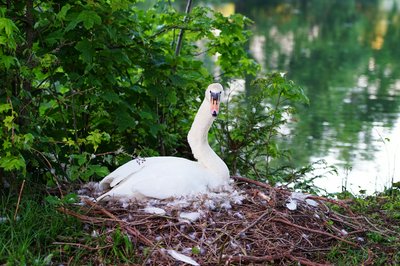 Photo from gallery Mute Swan Family 2 [June-July 2021] taken on 2021-06-01 20:50:18 at Yvelines by DrJLT