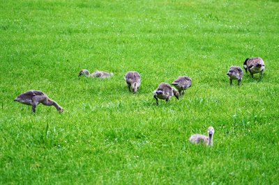 Photo from gallery Canada Geese Family Part 2 [June 2021] taken on 2021-06-04 20:23:31 at Yvelines by DrJLT