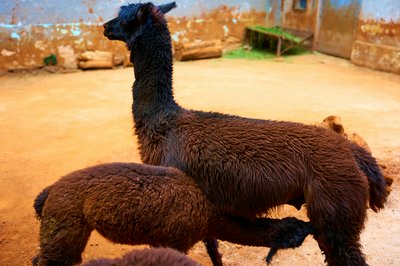 Kunming Zoo 2025 #50