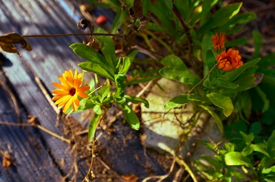 My Plants 2025 H2 #24