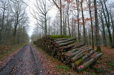 Photo from gallery Senonches Forest [Nov 2021] taken on 2021-11-30 16:18:23 at Senonches by DrJLT