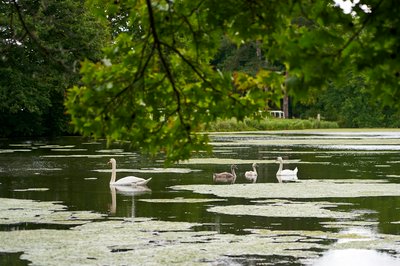 Photo from gallery Mute Swan Family 2 [Aug 2021] taken on 2021-08-05 16:23:17 at Yvelines by DrJLT
