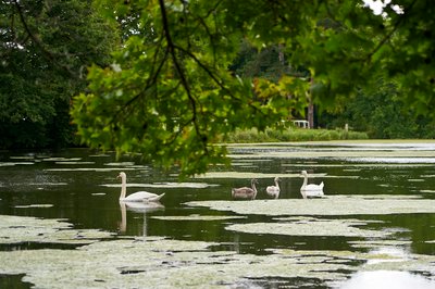 Mute Swan Family 2 [Aug 2021] #4