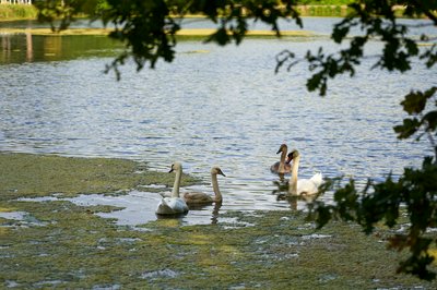 Photo from gallery Mute Swan Family 2 [Aug 2021] taken on 2021-08-27 17:54:13 at Yvelines by DrJLT