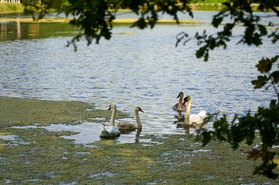 Mute Swan Family 2 [Aug 2021] #37