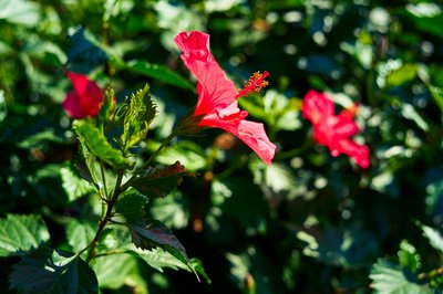 Zhongshan Parks 202601 #20