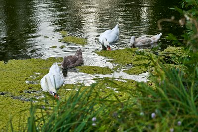 Photo from gallery Mute Swan Family 2 [Aug 2021] taken on 2021-08-28 18:20:29 at Yvelines by DrJLT