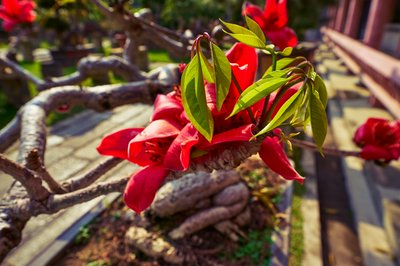 Zhongshan Parks 202603 #16