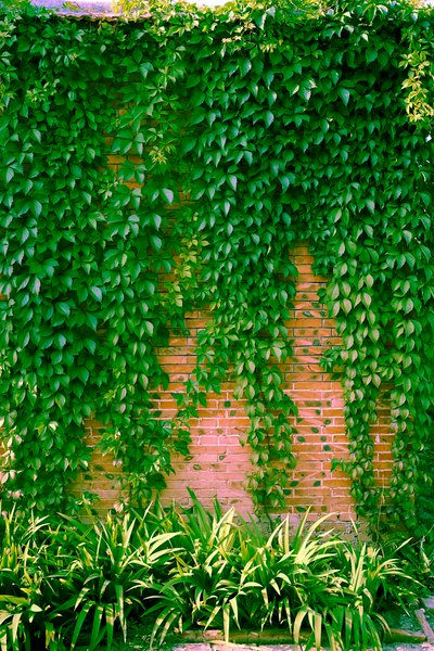 My Plants 2025 summer #25