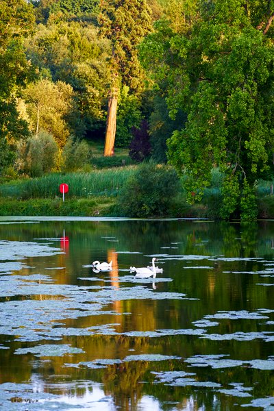 Photo from gallery Mute Swan Family 2 [June-July 2021] taken on 2021-07-19 20:46:06 at Yvelines by DrJLT