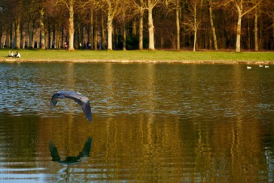 Seagulls, Swans, Flowers in Versailles (Park) Spring 201902 #18