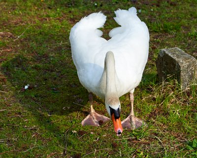 Mute Swan Family 2 [May 2021] #1