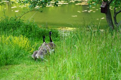 Canada Goose Family Part 1 [May 2021] #21
