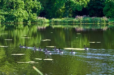 Canada Geese Aug 2021 #23