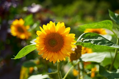 Jardin des plantes [Paris] Aug 2021 #24