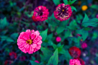 My Plants 2025 H2 #10