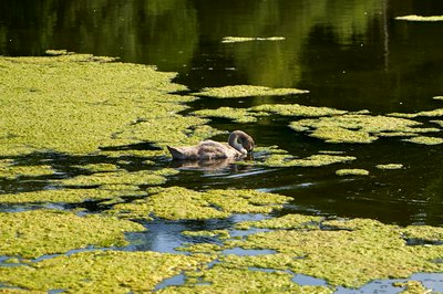 Mute Swan Family 2 [Aug 2021] #33