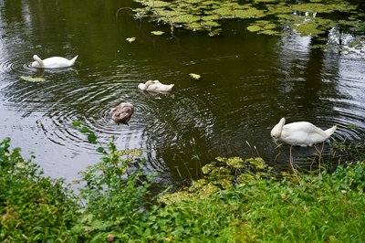 Photo from gallery Mute Swan Family 2 [Aug 2021] taken on 2021-08-18 17:57:43 at Yvelines by DrJLT