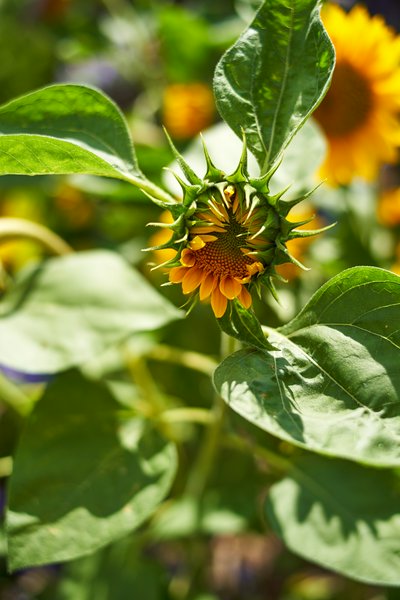 Jardin des plantes [Paris] Aug 2021 #25