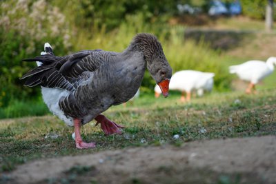 Photo from gallery Geese, Ducks, and A Stork @ Chevreuse 201809 taken on 2018:09:14 16:23:23 at Yvelines by DrJLT
