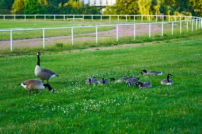 Photo from gallery Canada Geese Family Part 2 [June 2021] taken on 2021-06-24 20:53:17 at Yvelines by DrJLT