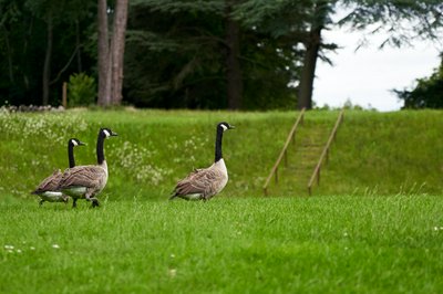 Photo from gallery Canada Geese Aug 2021 taken on 2021-08-05 16:56:47 at Yvelines by DrJLT