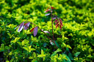 Zhongshan Parks 202603 #13