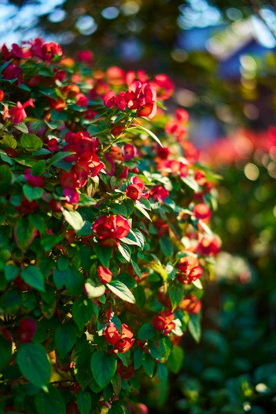 Zhongshan Parks 202601 #11